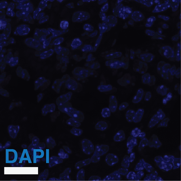 Supplementary Figure S8H DAPI